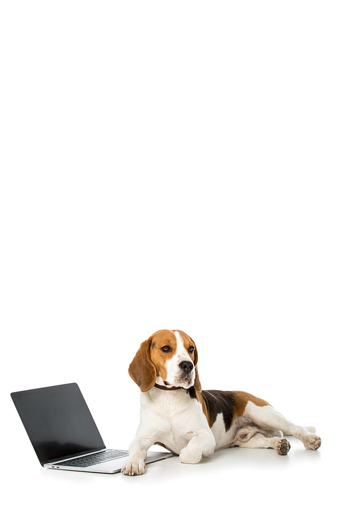 adorable beagle dog with laptop with blank screen isolated on white