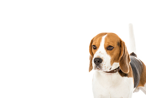 cute beagle dog in collar looking away isolated on white