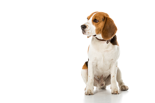 cute beagle dog in collar looking away isolated on white