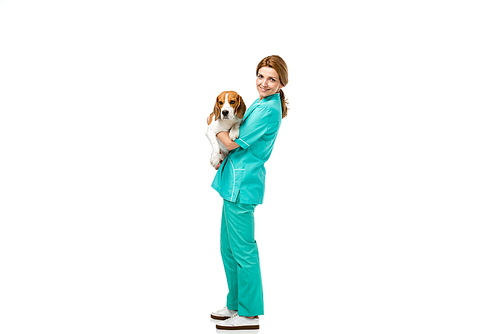 smiling veterinarian in uniform with beagle dog in hands isolated on white