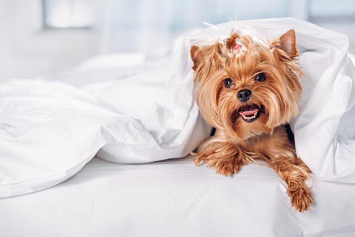 close up view of cute little yorkshire terrier lying on bed covered with blanket