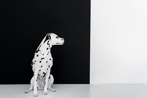 one cute dalmatian dog sitting near black and white wall and looking away