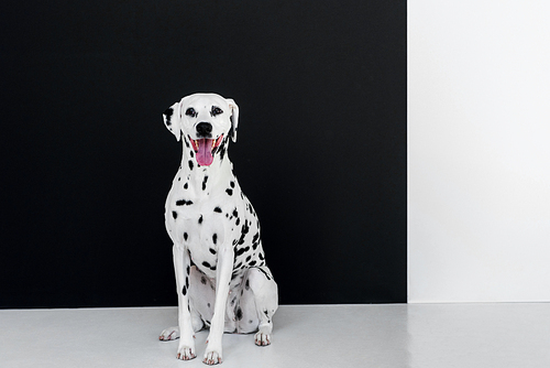 one cute dalmatian dog sitting near black and white wall with open mouth
