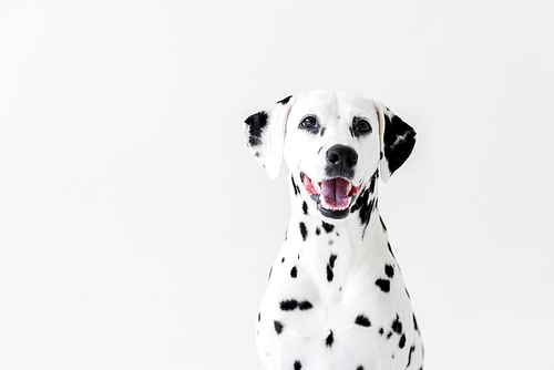 one cute dalmatian dog with open mouth isolated on white