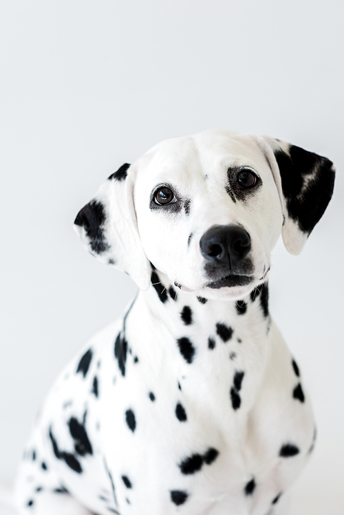 one cute dalmatian dog isolated on white