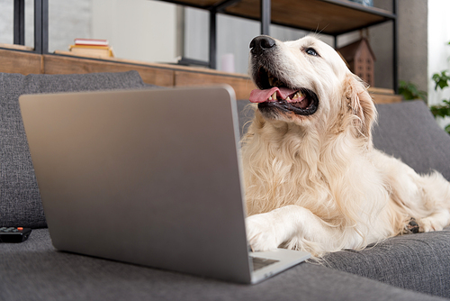 close-up shot of cute golden retriever lying on couch with laptop
