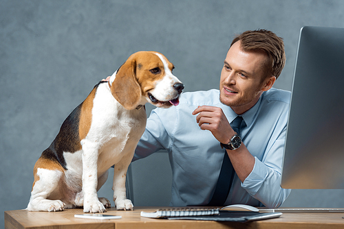 happy young businessman playing with adorable beagle at table in modern office