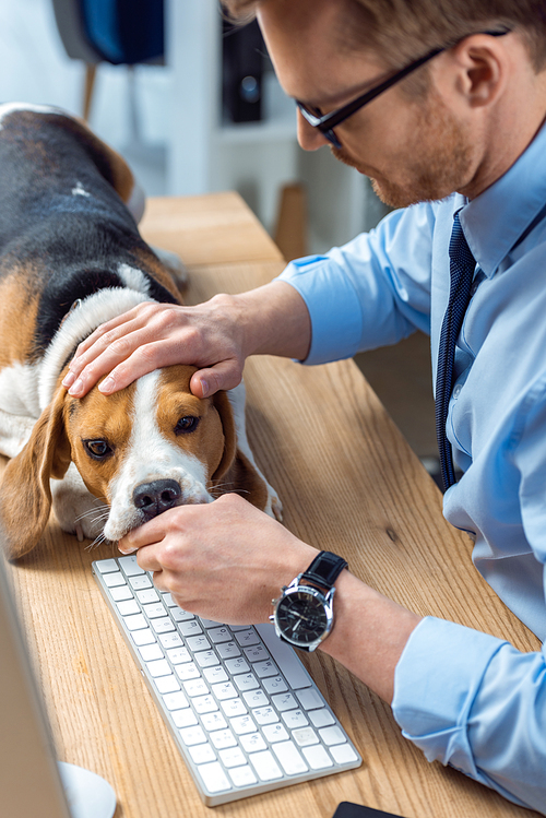 partial view of businessman playing with adorable beagle at table in modern office
