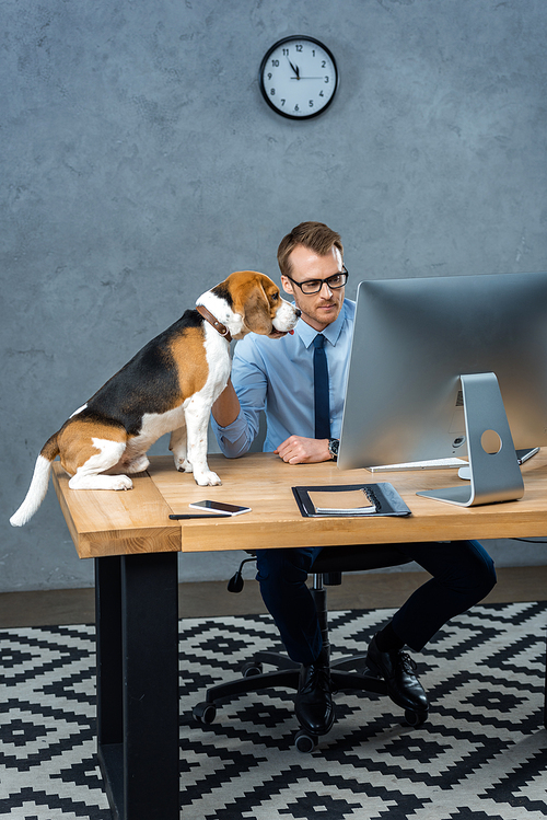 high angle view of handsome businessman in eyeglasses working on computer while dog sitting near at table in office