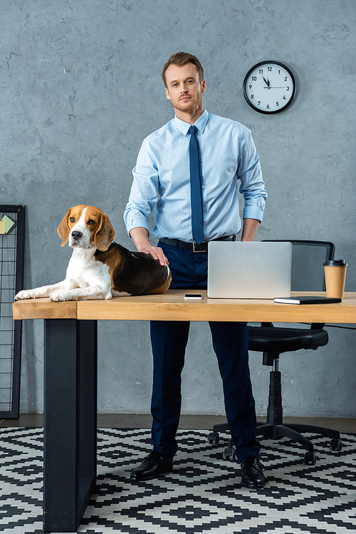 cute beagle sitting on table with laptop and smartphone while businessman standing near in modern office
