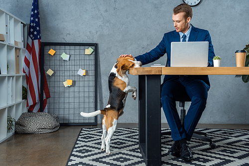 cheerful businessman working at table with laptop and touching beagle standing near in modern office