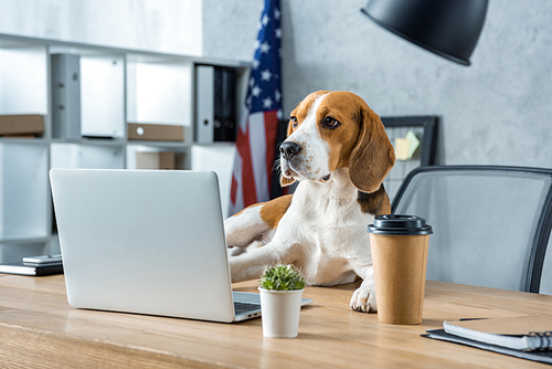 adorable beagle sitting on table with disposable coffee cup and laptop in modern office