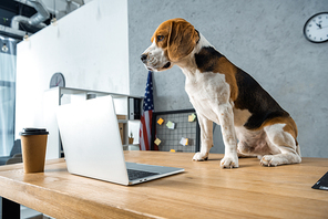 cute beagle sitting on table with disposable coffee cup and laptop in modern office