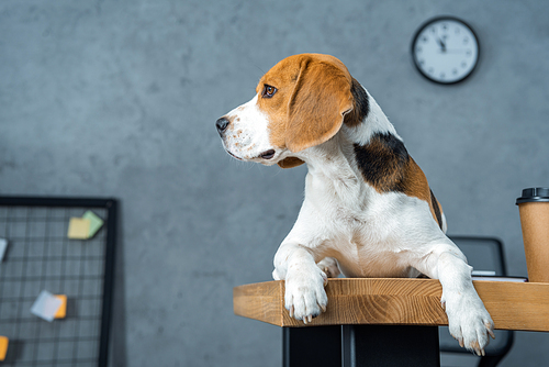 beagle sitting on table with disposable coffee cup in modern office