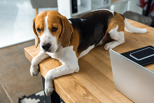 high angle view of beagle sitting on table with laptop and smartphone in modern office