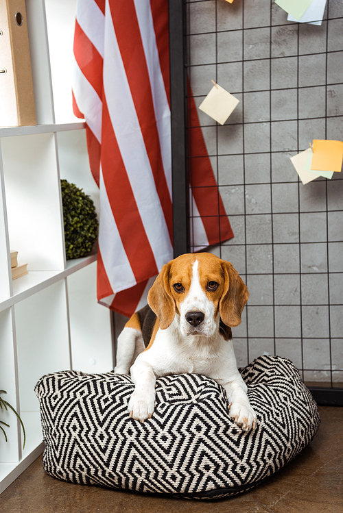 adorable beagle sitting on bean bag near american flag in modern office