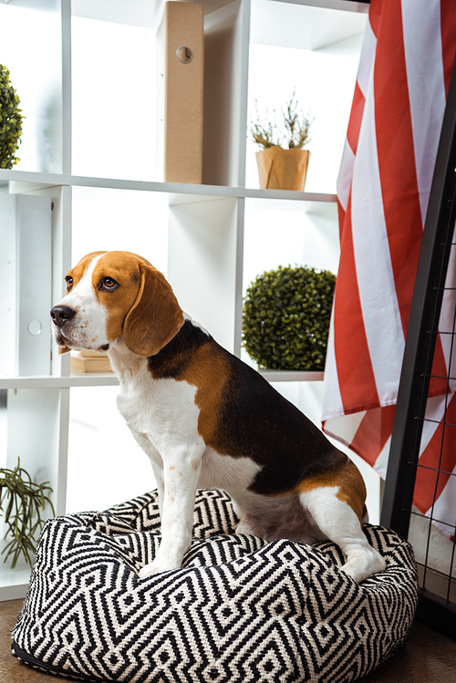 cute beagle sitting on bean bag near usa flag in modern office