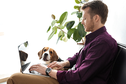 male freelancer working on laptop while beagle sitting near on sofa at home office