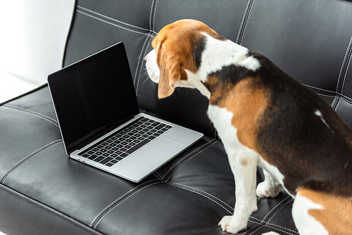 cute beagle sitting on sofa with laptop at home