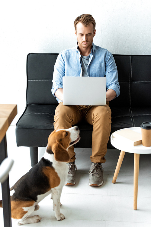 handsome male freelancer working on laptop while beagle running near at home office