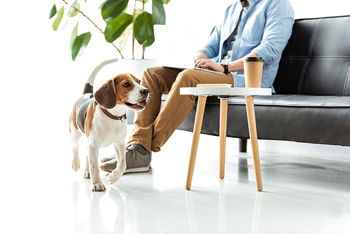 cropped image of male freelancer working on laptop while beagle running near table with coffee cup at home office