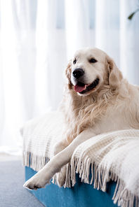 Happy dog with tongue stick out lying on bed with blue pillows