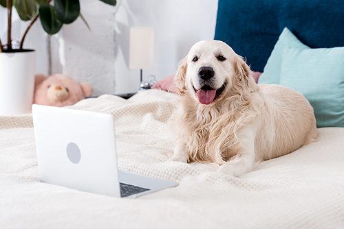 Happy dog with tongue stick out lying on bed near laptop
