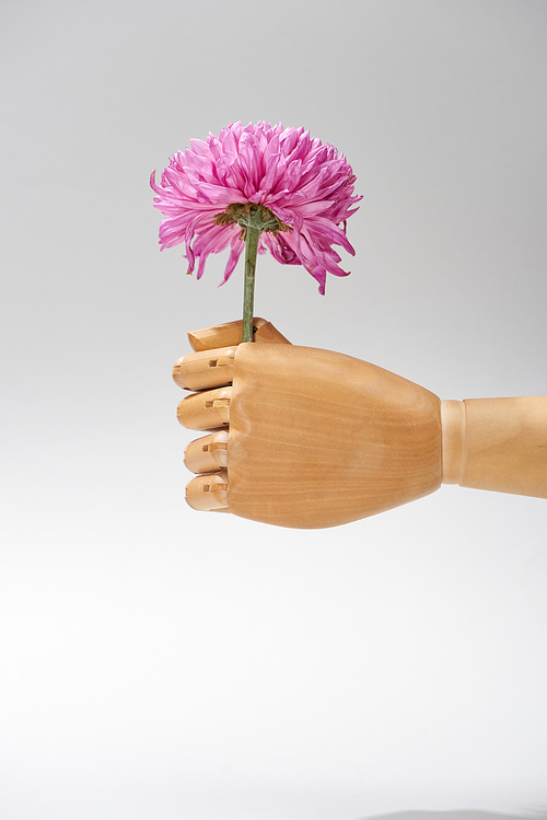 Hand of wooden doll with aster flower isolated on grey