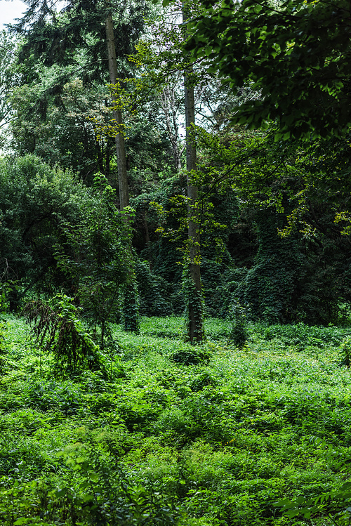 scenic shot of forest with ground covered with green vine