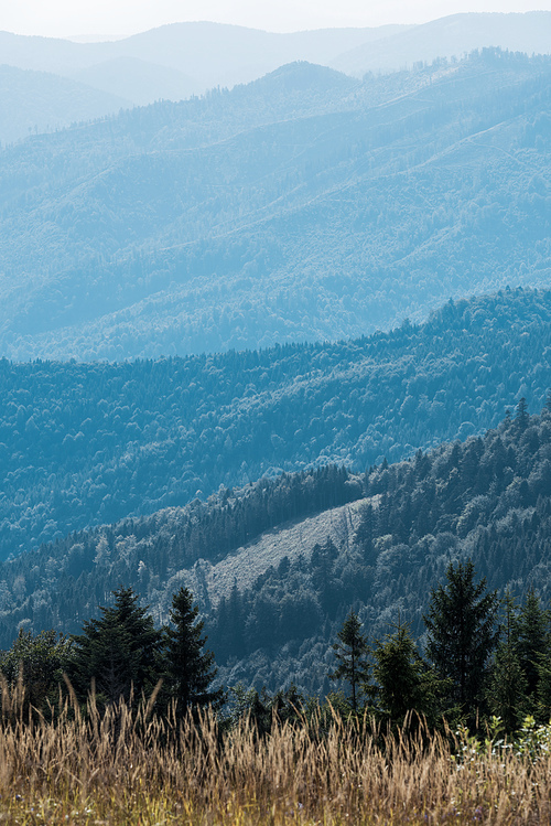 golden barley field in mountains with green fir trees