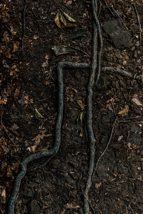 top view of dry leaves on ground near roots