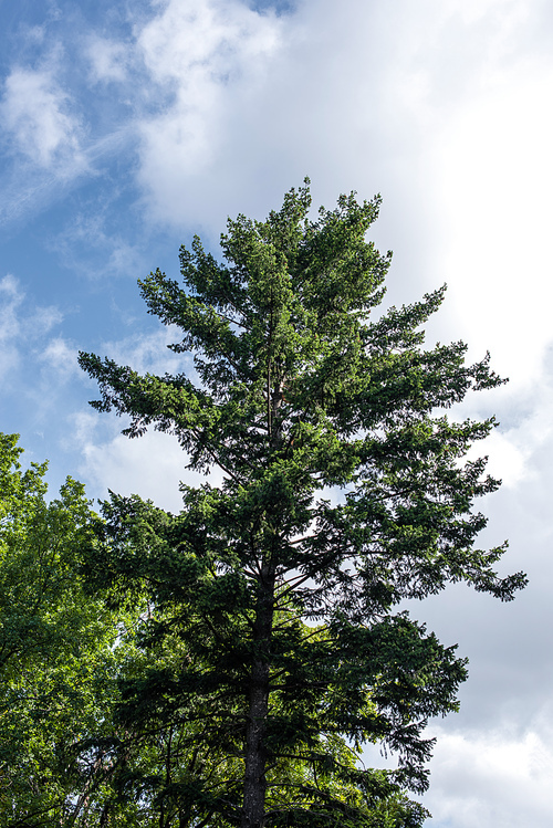 Low angle view of fir tree with sky with clouds at background