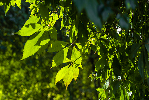 Close up view of wild grape leaves in sunlight