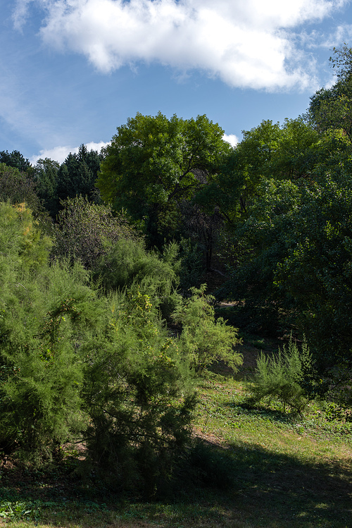 Green trees and lawn with blue sky at background