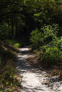 Walkway with sunlight and shadow in summer forest
