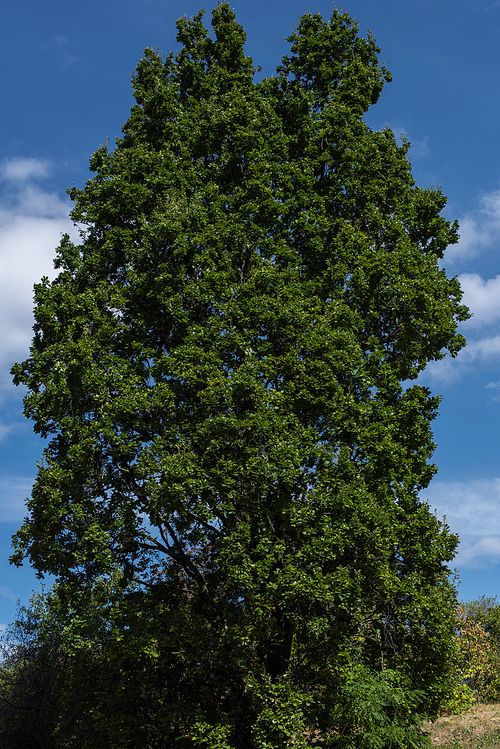 Low angle view of cypress with blue sky at background