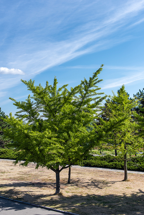 Evergreen trees with blue sky at background