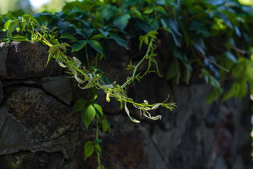 Close up view of green branches of wild grape on stone wall