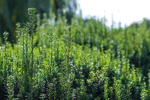 Close up view of green bush branches