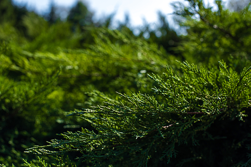 Close up view of green juniper branches with sunlight