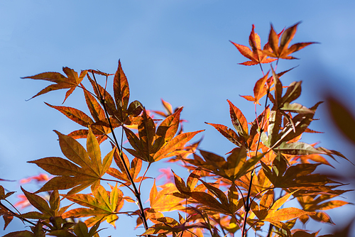 Autumn leaves on maple tree branches with blue sky at background