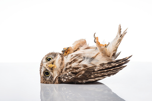 cute wild owl lying on surface isolated on white