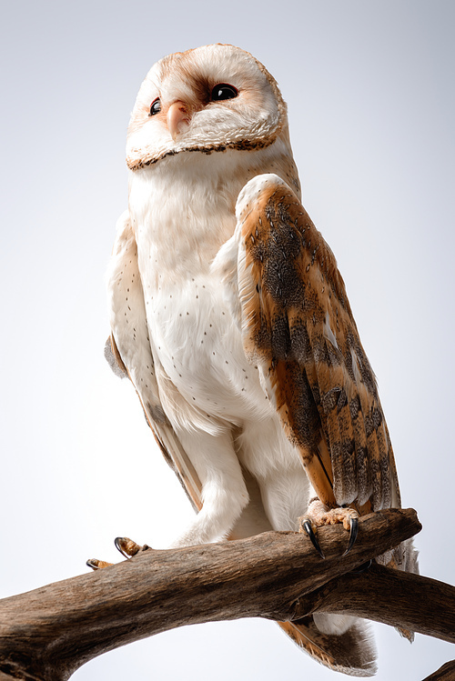 cute wild barn owl on wooden branch on white