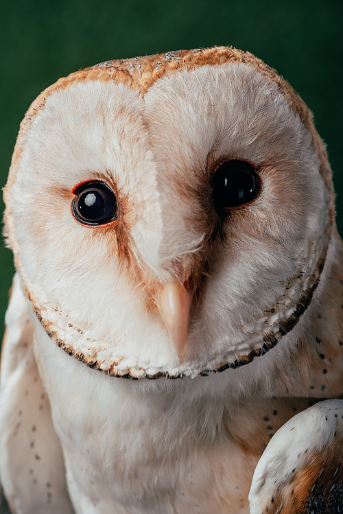 close up view of cute wild barn owl muzzle