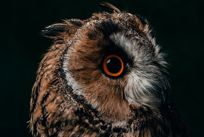 close up view of wild owl muzzle isolated on black