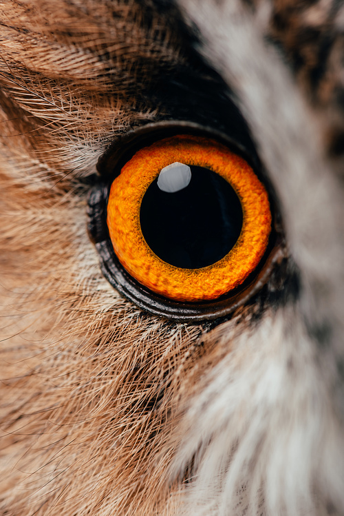 close up view of wild owl bright eye