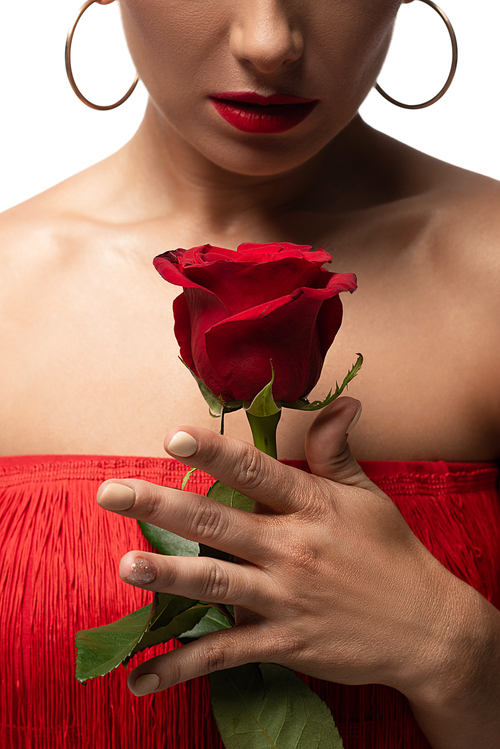 cropped view of sensual tango dancer holding red rose isolated on white