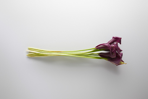 top view of purple calla flowers on white background