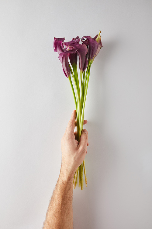 cropped view of man holding purple calla flowers on white background