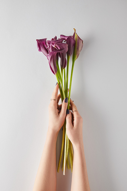 cropped view of woman holding purple calla flowers on white background